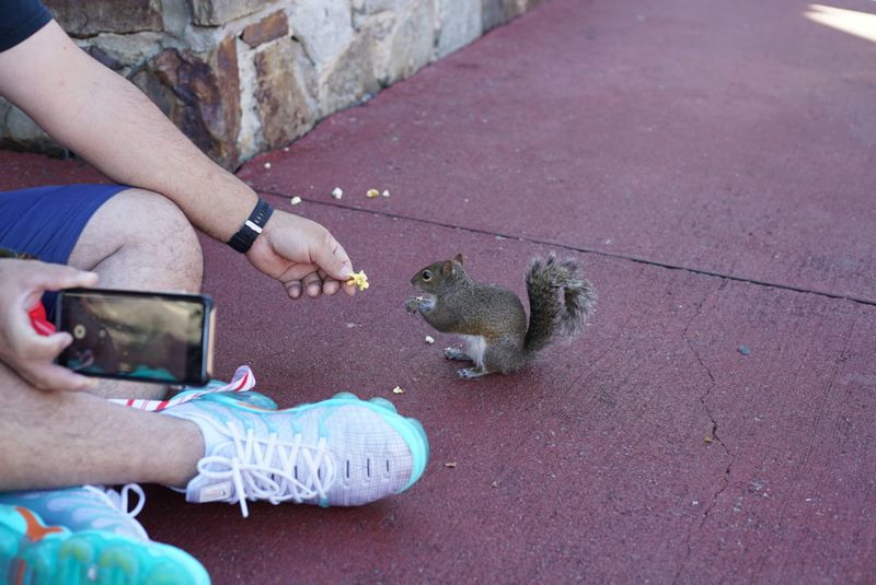 The Friendly Squirrel Encounter