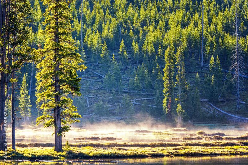 The Smell of the Pines