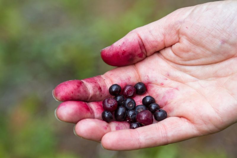 The Unexpected Taste of Wild Berries