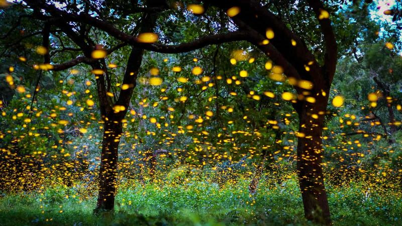 Mangrove Forest of Odisha, India