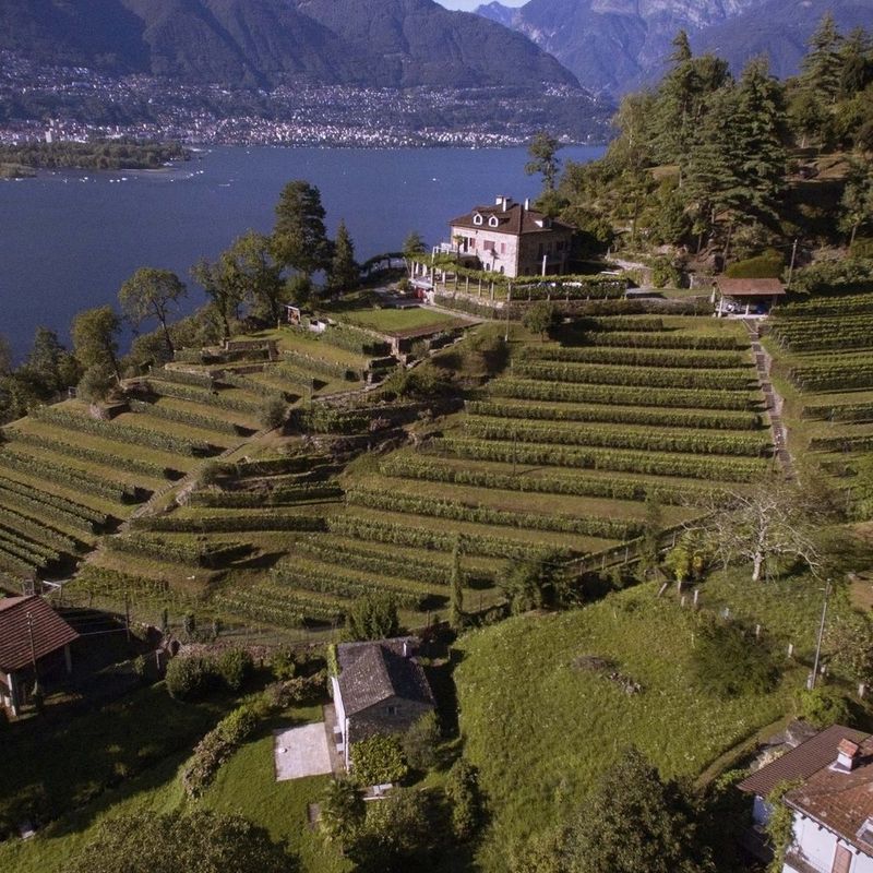 Discover Local Wines at Viticultori Lariani