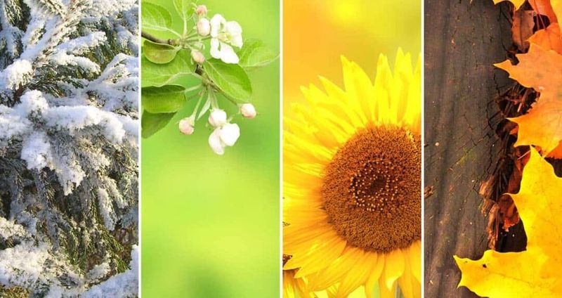 Year-Round Allergies
