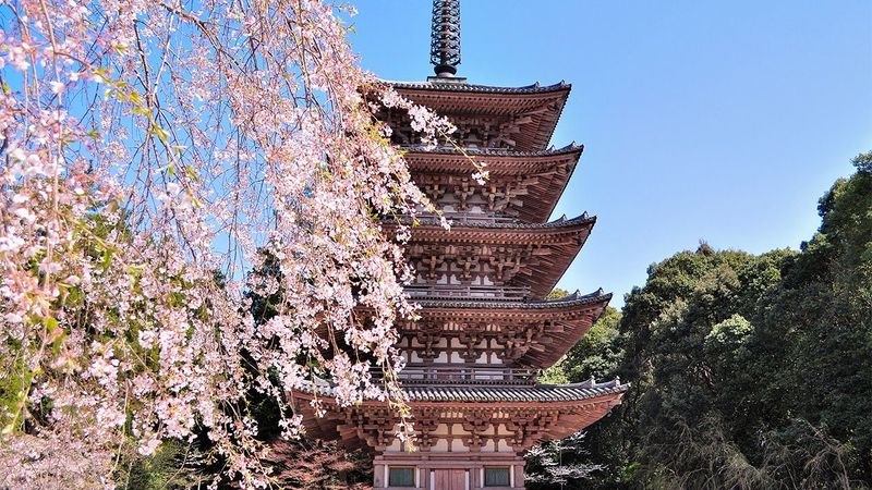 Daigo-ji Temple During Sakura Hajimete Saku (First Cherry Blossoms)