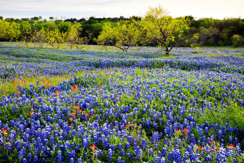 Texas Hill Country