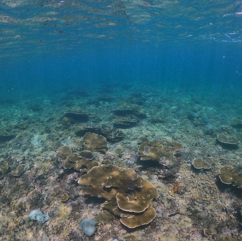 Petit St. Vincent's Dwindling Reef Access