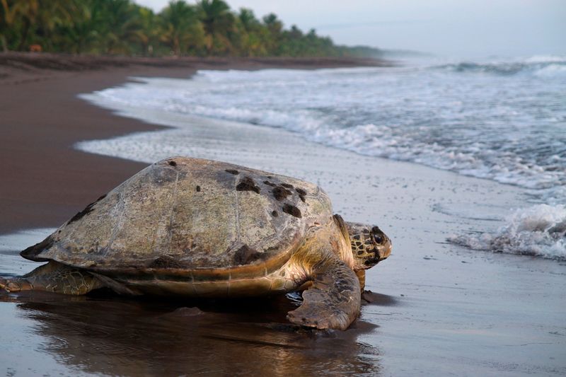 Costa Rica's Manuel Antonio National Park