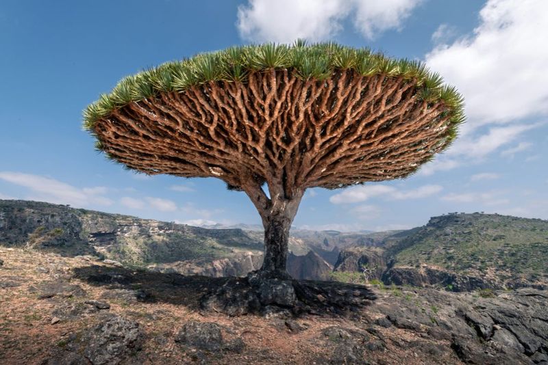 Socotra Island – Yemen