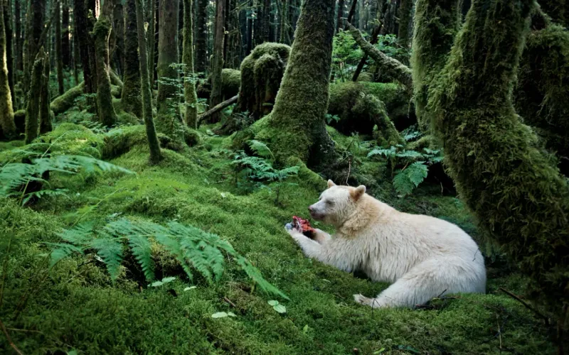 The Great Bear Rainforest