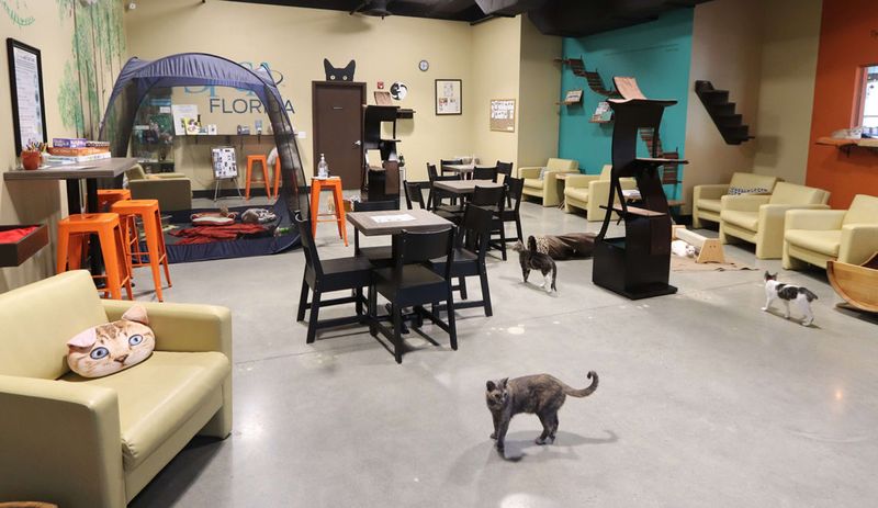 The Orlando Cat Cafe
