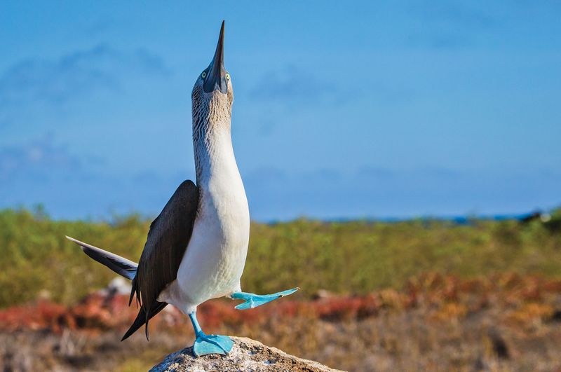 Galápagos Islands, Ecuador