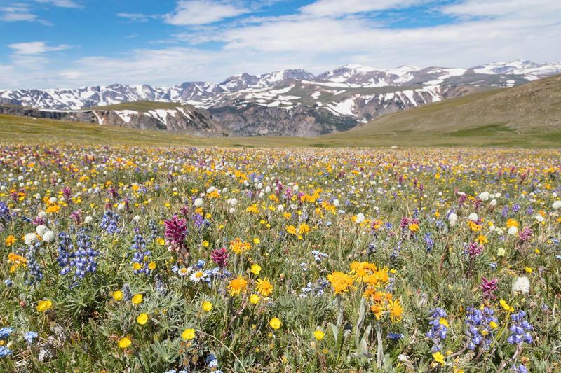 Surprising Wildflower Meadows
