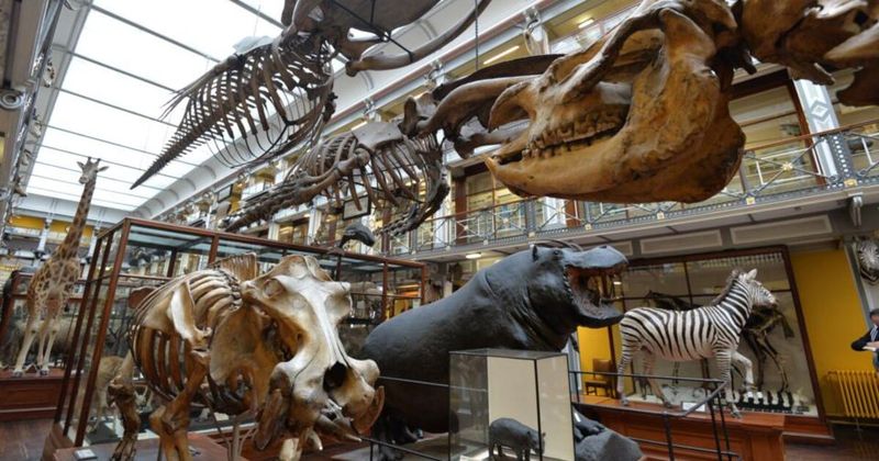 The Dead Zoo's Research Collection