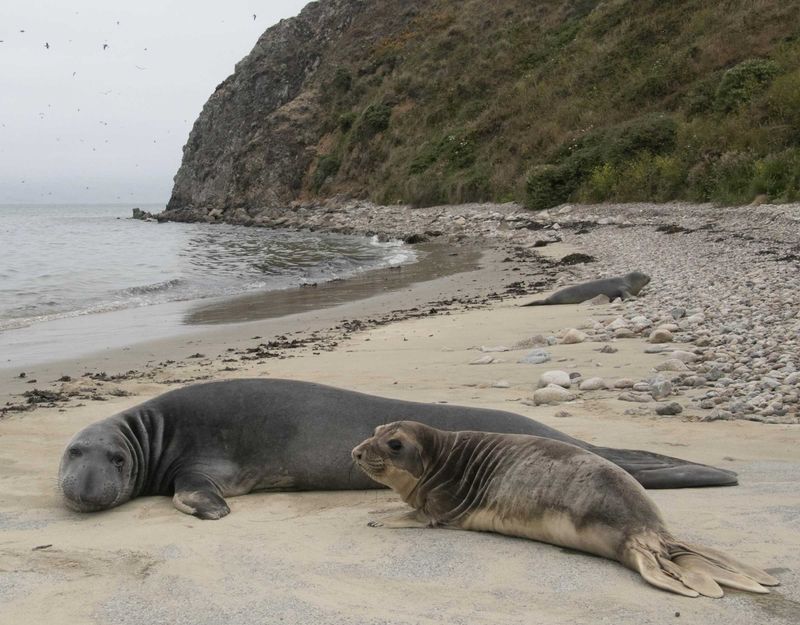 Coastal Wildlife Watching
