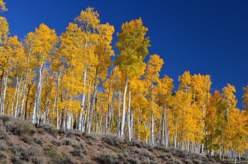The Pando Forest, Utah