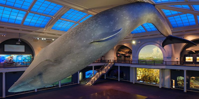 The American Museum of Natural History