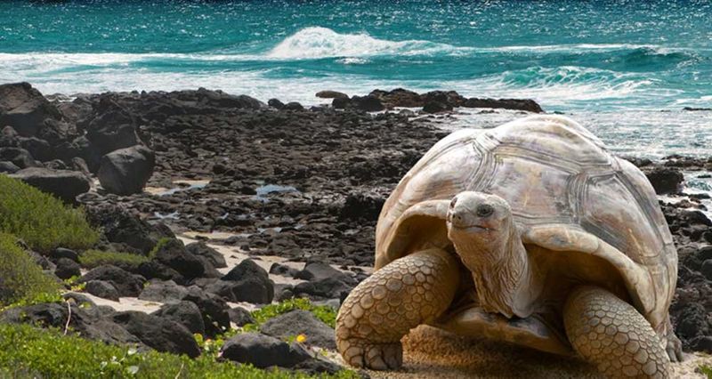 The Galápagos Islands National Park Fee & Cruise (Ecuador)