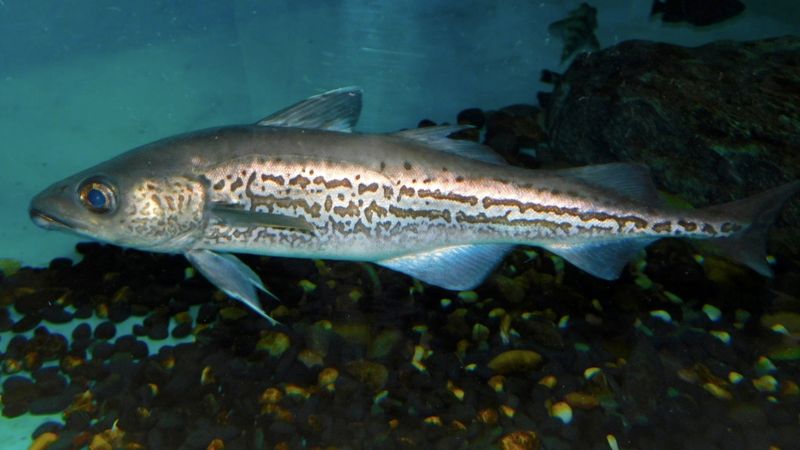Wild Alaska Pollock Perfection