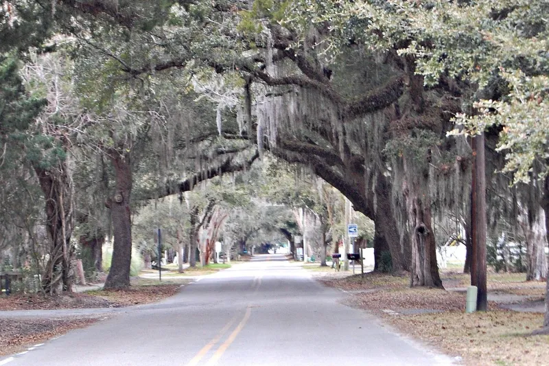 Live Oak-Alley Roads