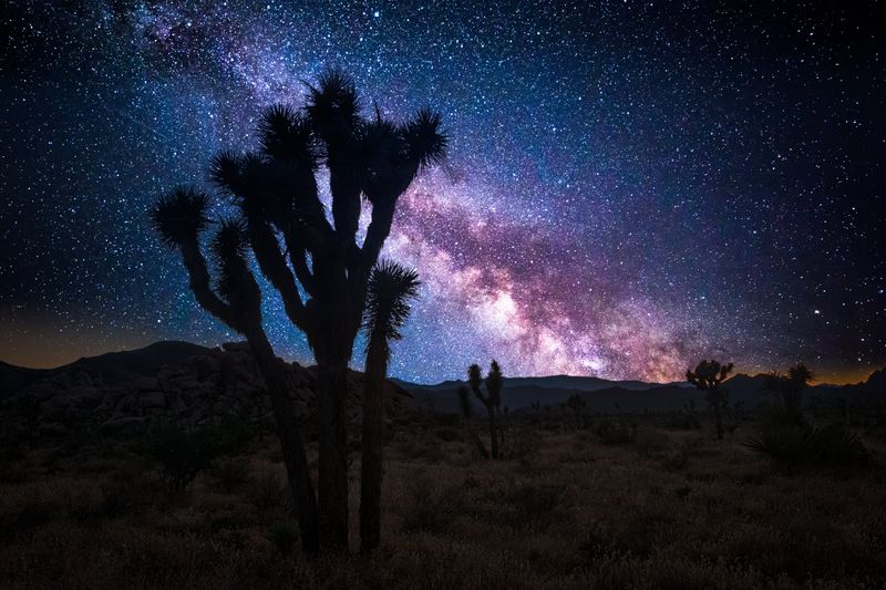 The Stargazing Haven of Joshua Tree