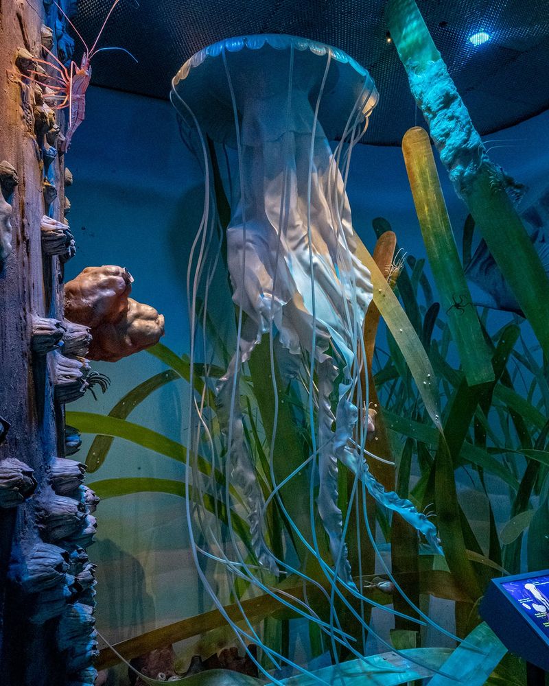 The Jellyfish Forest