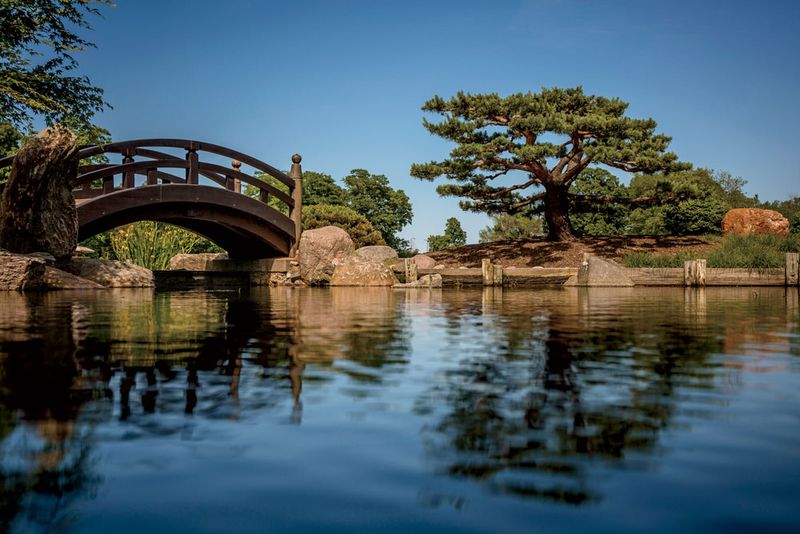 The Japanese