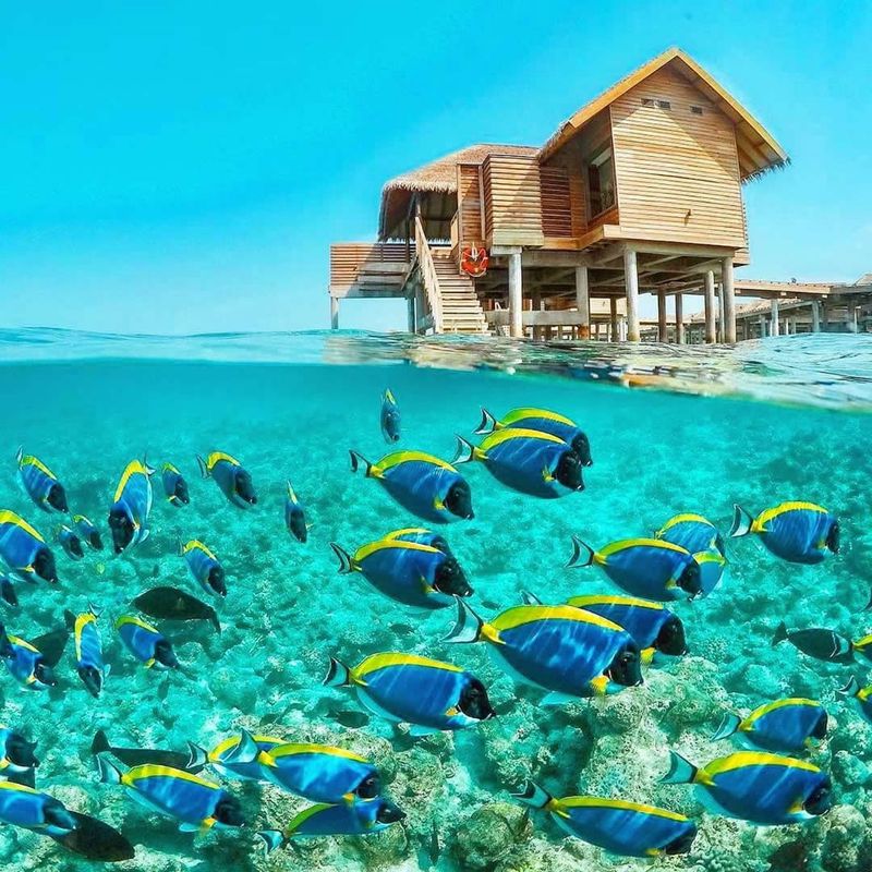 Marine Life at Your Doorstep