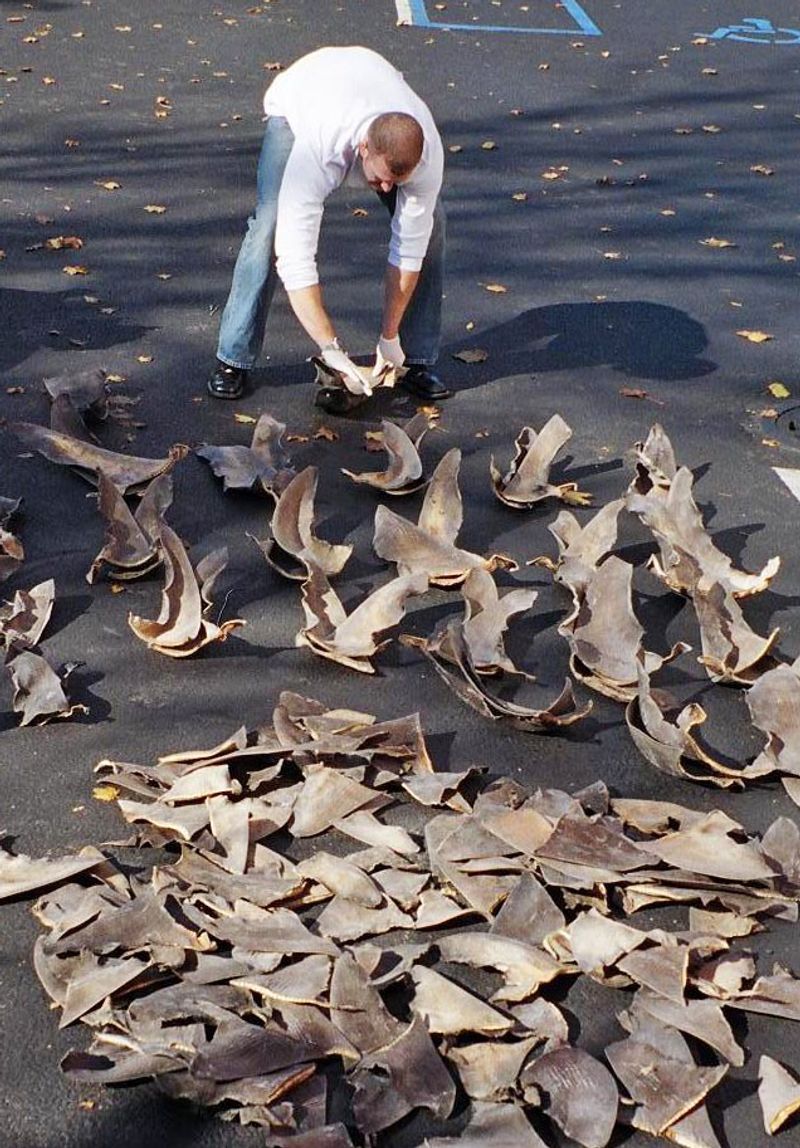 Shark Fins