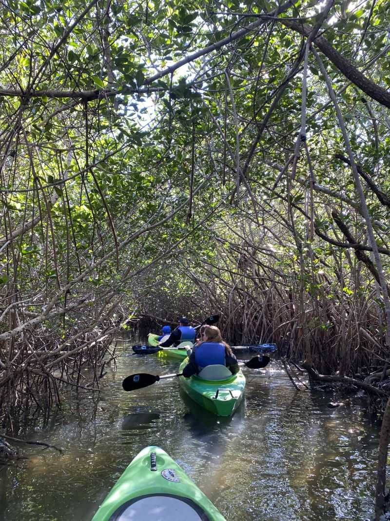 Kayaking Through Mangroves