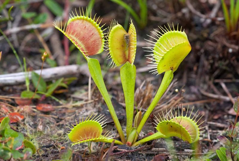 Home to the Elusive (and Endangered) Venus Flytrap