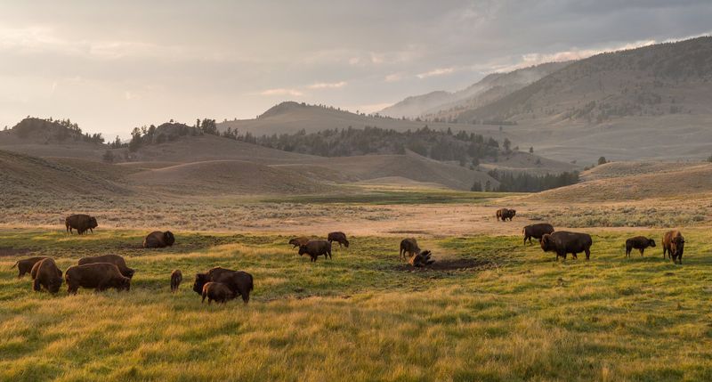 America's Original Bison Sanctuary
