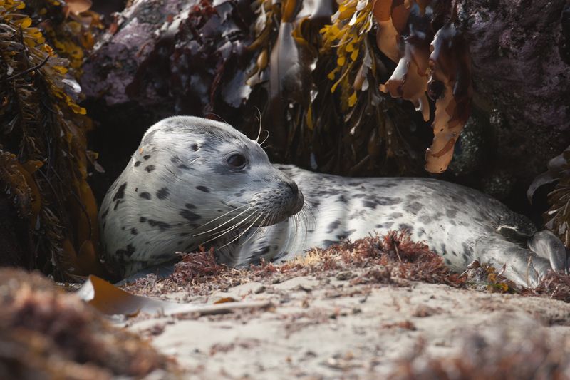 Waldport's Seal Pup Nursery