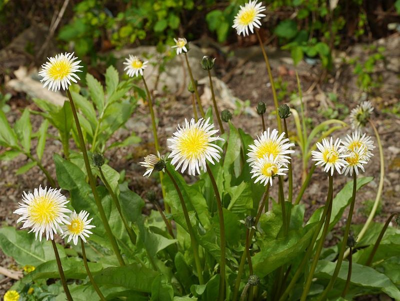 Shoren-in Temple During Tanpopo Hana Saku (Dandelion Flowers Bloom)