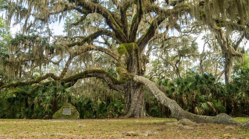 Bulow Creek State Park