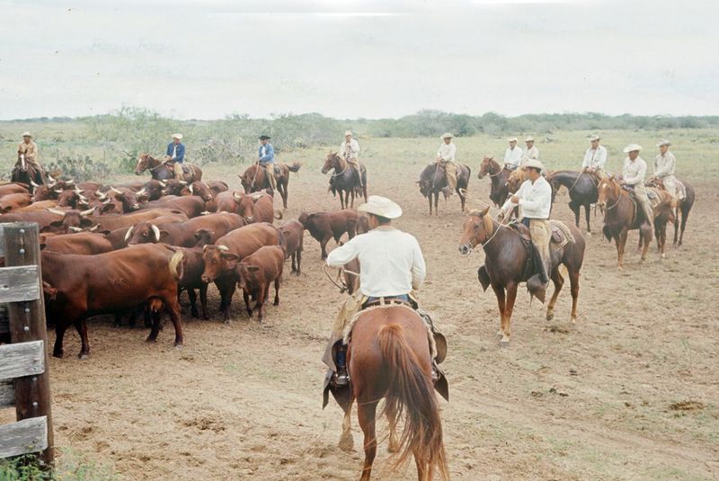 Experiencing the Vastness of King Ranch