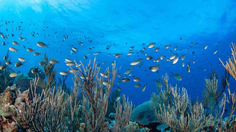 Loss of Marine Biodiversity