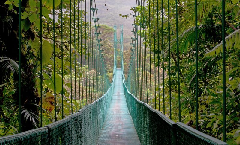 Trail 2: Monteverde Cloud Forest