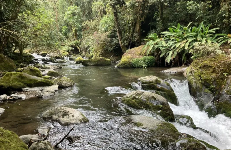 Trail 16: Los Quetzales National Park