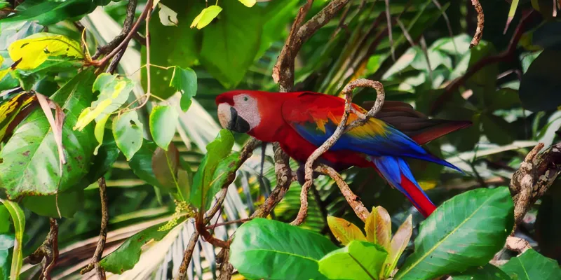 Trail 17: Carara National Park