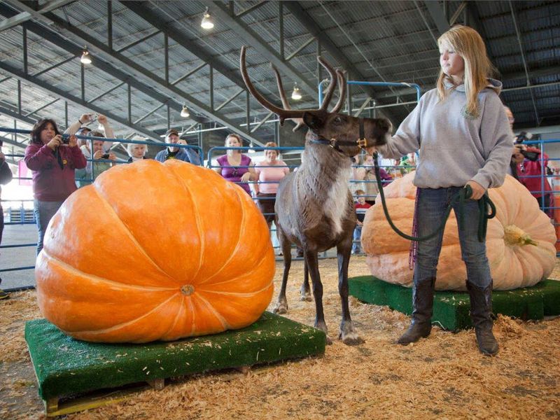 Alaska State Fair: Midnight Sun Harvests