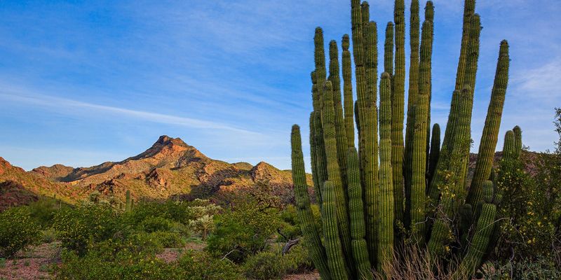 Organ Pipe Cactus National Monument