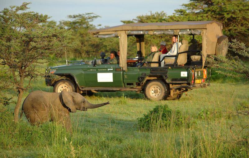 Disrespecting Wildlife