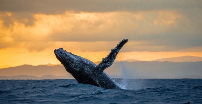 Spectacular Whale Watching