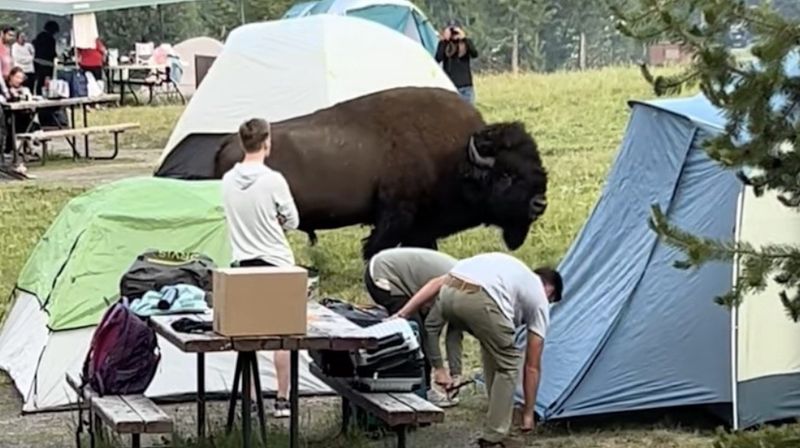 Wildlife Encounters