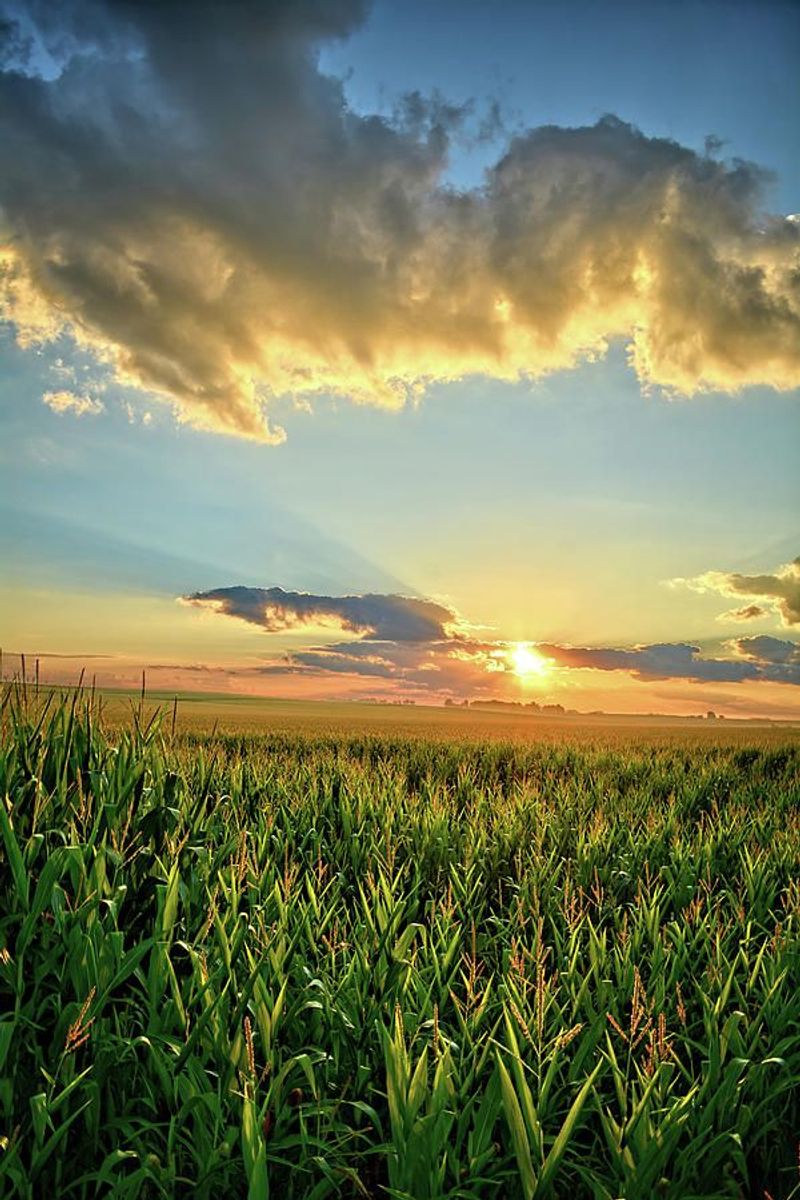 Cornfields of Iowa, USA
