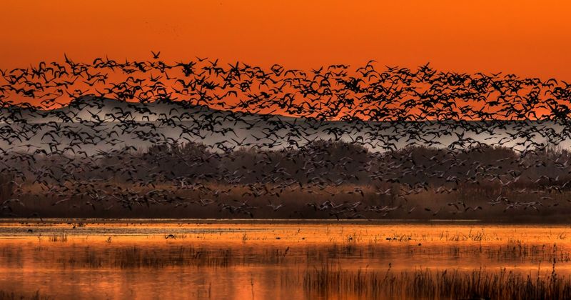 Bosque del Apache National Wildlife Refuge