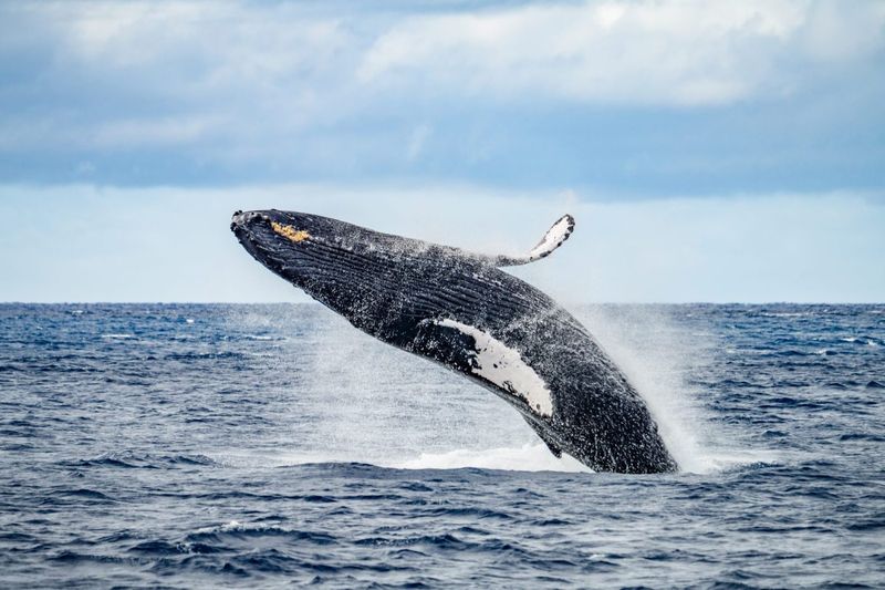 Whale Watching in Maui