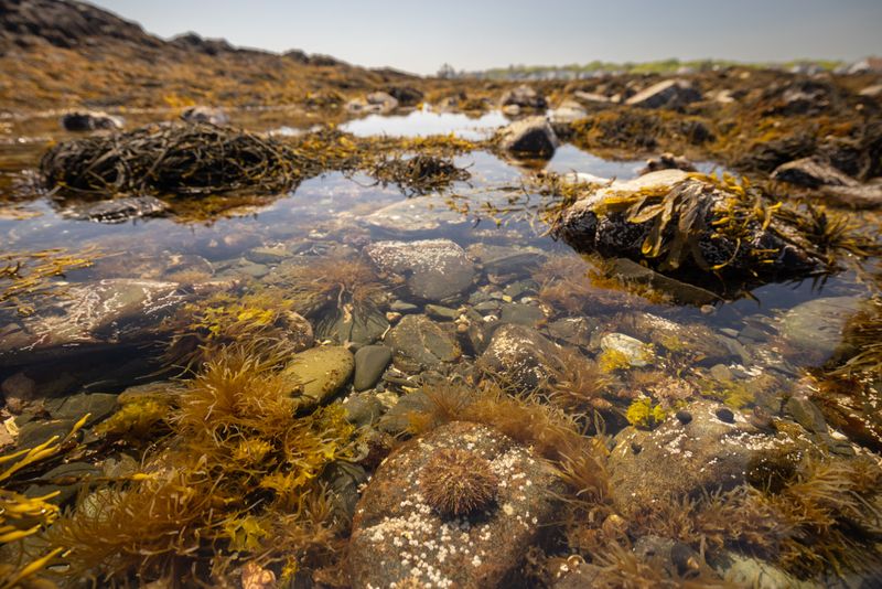 Serene Tide Pools