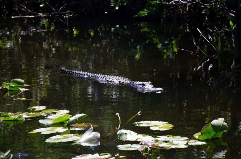 Shark Valley's Wildlife Loop