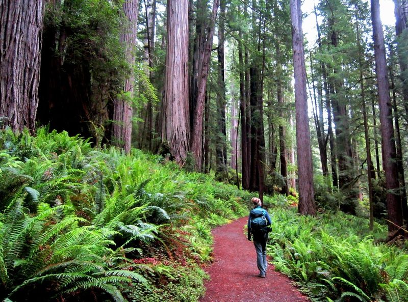 Redwood National and State Parks, California