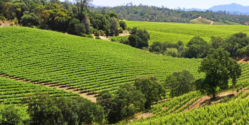 Sonoma County's Wine Road